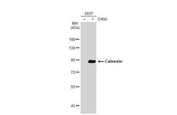 Invitrogen Calnexin Polyclonal Antibody 100 &mu;L; Unconjugated:Antibodies,