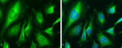 Invitrogen Calnexin Polyclonal Antibody 100 &mu;L; Unconjugated:Antibodies,