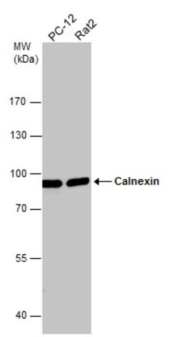 Invitrogen Calnexin Polyclonal Antibody 100 &mu;L; Unconjugated:Antibodies,