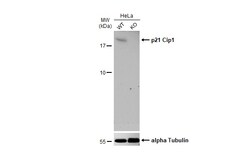 Invitrogen p21 Polyclonal Antibody 100 &mu;L; Unconjugated:Antibodies,