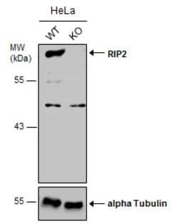 Invitrogen RIP2 Polyclonal Antibody 100 &mu;L | Buy Online | Invitrogen&trade; | Fisher Scientific