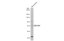 Invitrogen COX1 Polyclonal Antibody 100 &mu;L | Buy Online | Invitrogen&trade; | Fisher Scientific