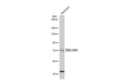 Invitrogen COX1 Polyclonal Antibody 100 &mu;L | Buy Online | Invitrogen&trade; | Fisher Scientific