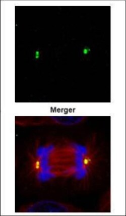 Invitrogen gamma Tubulin Polyclonal Antibody 100 &mu;L | Buy Online | Invitrogen&trade; | Fisher Scientific
