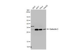 Invitrogen Galectin 3 Polyclonal Antibody 100 &mu;L; Unconjugated:Antibodies,