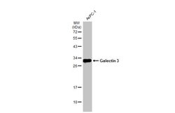 Invitrogen Galectin 3 Polyclonal Antibody 100 &mu;L; Unconjugated:Antibodies,