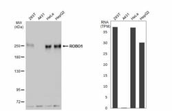 Invitrogen ROBO1 Polyclonal Antibody 100 &mu;L; Unconjugated:Antibodies,