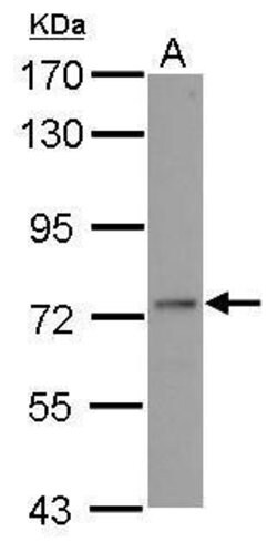 Invitrogen ADARB1 Polyclonal Antibody 100 &mu;L; Unconjugated:Antibodies,