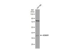 Invitrogen ASAH1 Polyclonal Antibody 100 &mu;L; Unconjugated:Antibodies,