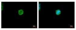 Invitrogen CES2 Polyclonal Antibody 100 &mu;L; Unconjugated:Antibodies,