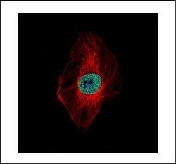 Invitrogen DDX23 Polyclonal Antibody 100 &mu;L; Unconjugated:Antibodies,