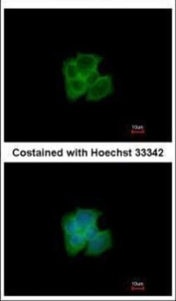 Invitrogen GAPDHS Polyclonal Antibody 100 &mu;L; Unconjugated:Antibodies,