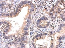 Invitrogen GAPDHS Polyclonal Antibody 100 &mu;L; Unconjugated:Antibodies,