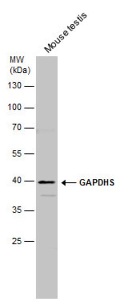 Invitrogen GAPDHS Polyclonal Antibody 100 &mu;L; Unconjugated:Antibodies,