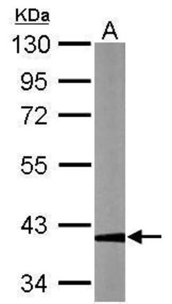 Invitrogen GAPDHS Polyclonal Antibody 100 &mu;L; Unconjugated:Antibodies,