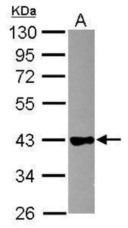 Invitrogen GAPDHS Polyclonal Antibody 100 &mu;L; Unconjugated:Antibodies,