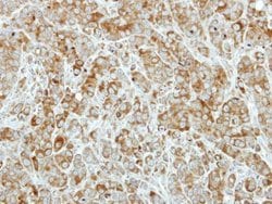 Invitrogen PRDX4 Polyclonal Antibody 100 &mu;L; Unconjugated:Antibodies,