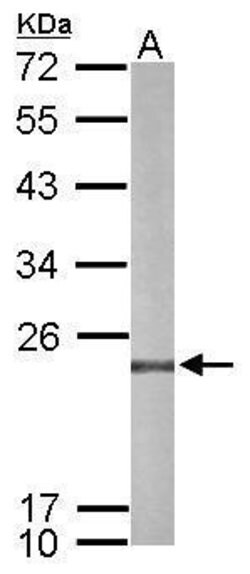 Invitrogen PRDX4 Polyclonal Antibody 100 &mu;L; Unconjugated:Antibodies,