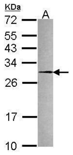 Invitrogen PRDX4 Polyclonal Antibody 100 &mu;L; Unconjugated:Antibodies,