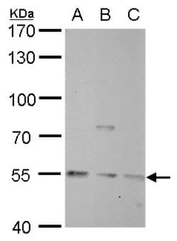 Invitrogen NAMPT Polyclonal Antibody 100 &mu;L; Unconjugated:Antibodies,