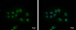 Invitrogen CPSF2 Polyclonal Antibody 100 &mu;L; Unconjugated:Antibodies,