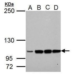 Invitrogen LRIG3 Polyclonal Antibody 100 &mu;L; Unconjugated:Antibodies,