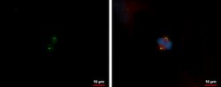 Invitrogen HAUS1 Polyclonal Antibody 100 &mu;L; Unconjugated:Antibodies,