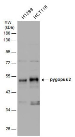 Invitrogen PYGO2 Polyclonal Antibody 100 &mu;L | Buy Online | Invitrogen&trade; | Fisher Scientific