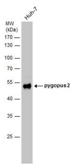 Invitrogen PYGO2 Polyclonal Antibody 100 &mu;L | Buy Online | Invitrogen&trade; | Fisher Scientific