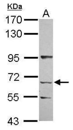 Invitrogen KLHL13 Polyclonal Antibody 100 &mu;L; Unconjugated:Antibodies,