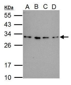 Invitrogen RWDD3 Polyclonal Antibody 100 &mu;L; Unconjugated:Antibodies,