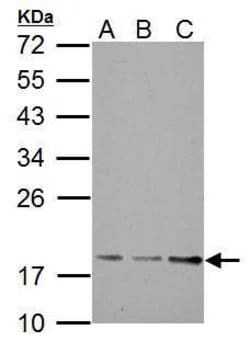Invitrogen TRAPPC3 Polyclonal Antibody 100 &mu;L; Unconjugated:Antibodies,