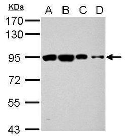 Invitrogen ORP9 Polyclonal Antibody 100 &mu;L; Unconjugated:Antibodies,