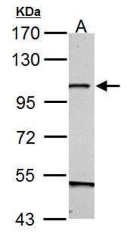 Invitrogen GRASP1 Polyclonal Antibody 100 μL; Unconjugated:Antibodies,