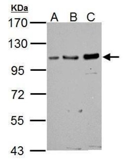 Invitrogen GRASP1 Polyclonal Antibody 100 μL; Unconjugated:Antibodies,