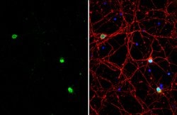 Invitrogen BAF53B Polyclonal Antibody 100 &mu;L; Unconjugated:Antibodies,