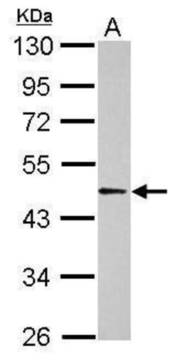 Invitrogen BAF53B Polyclonal Antibody 100 &mu;L; Unconjugated:Antibodies,