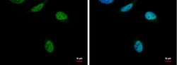 Invitrogen RED Polyclonal Antibody 100 &mu;L; Unconjugated:Antibodies,