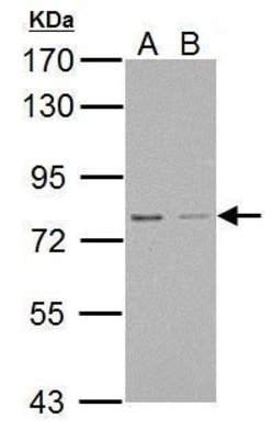 Invitrogen RED Polyclonal Antibody 100 &mu;L; Unconjugated:Antibodies,