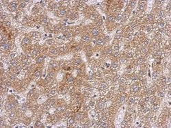 Invitrogen OXSM Polyclonal Antibody 100 &mu;L; Unconjugated:Antibodies,