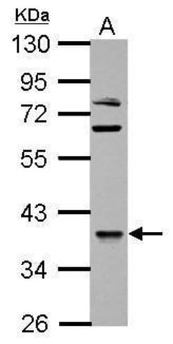 Invitrogen OXSM Polyclonal Antibody 100 &mu;L; Unconjugated:Antibodies,