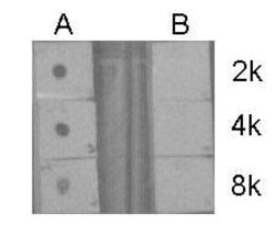 Invitrogen H3R17me2a Polyclonal Antibody 100 &mu;L; Unconjugated:Antibodies,