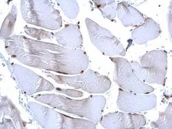 Invitrogen H3R17me2a Polyclonal Antibody 100 &mu;L; Unconjugated:Antibodies,