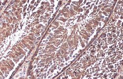 Invitrogen Paxillin Polyclonal Antibody 100 &mu;L | Buy Online | Invitrogen&trade; | Fisher Scientific