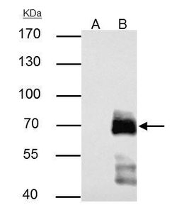 Invitrogen Paxillin Polyclonal Antibody 100 &mu;L | Buy Online | Invitrogen&trade; | Fisher Scientific