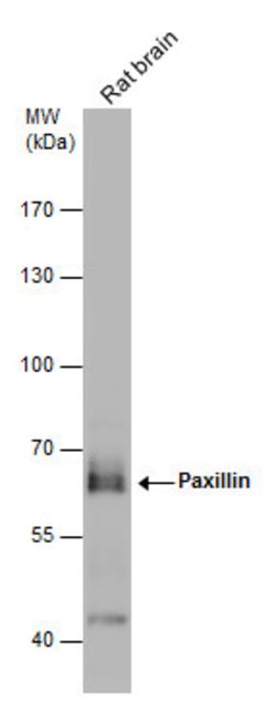 Invitrogen Paxillin Polyclonal Antibody 100 &mu;L | Buy Online | Invitrogen&trade; | Fisher Scientific
