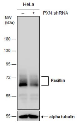 Invitrogen Paxillin Polyclonal Antibody 100 &mu;L | Buy Online | Invitrogen&trade; | Fisher Scientific