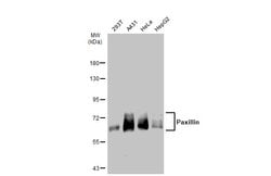 Invitrogen Paxillin Polyclonal Antibody 100 &mu;L | Buy Online | Invitrogen&trade; | Fisher Scientific