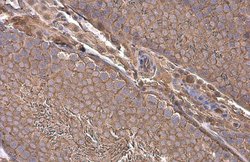 Invitrogen Paxillin Polyclonal Antibody 100 &mu;L | Buy Online | Invitrogen&trade; | Fisher Scientific