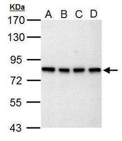 Invitrogen SLU7 Polyclonal Antibody 100 &mu;L; Unconjugated:Antibodies,